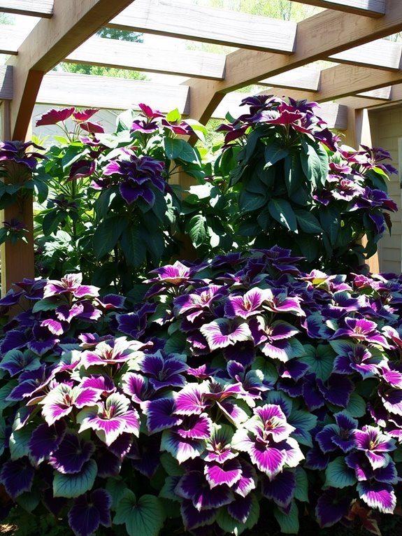 colorful perennial garden plant