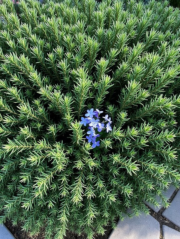 fragrant culinary herb plant
