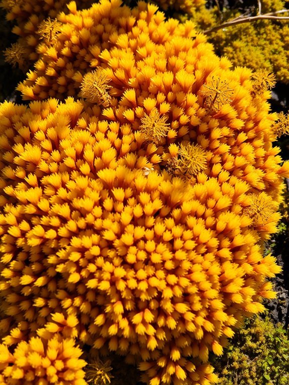 golden green plant variety