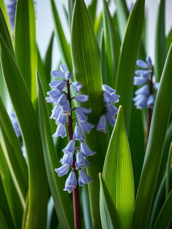 invasive aquatic plant species