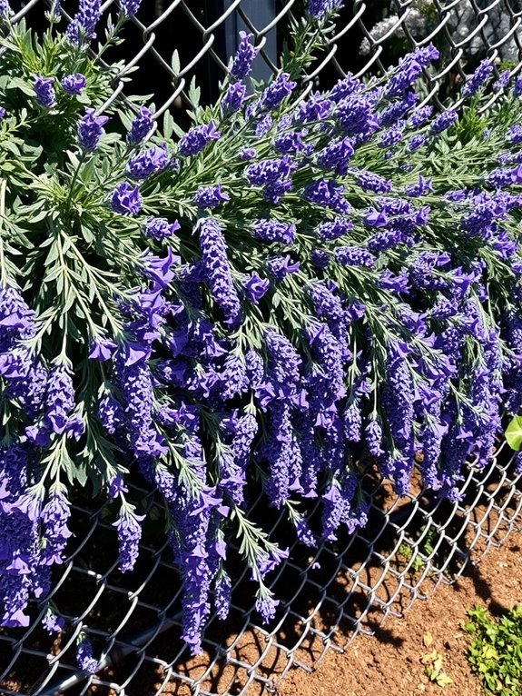 soothing purple flower fragrance