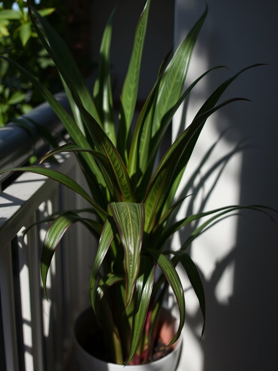 tropical ornamental houseplant variety
