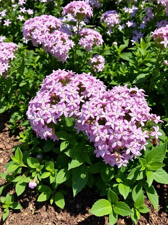 vibrant garden flower species